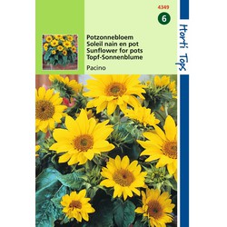 2 stuks - Helianthus Annuus Pacino, Lage Potzonnebloem