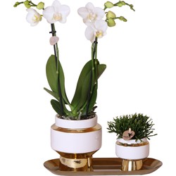 Kolibri Company - Set van witte orchidee en Rhipsalis op gouden dienblad