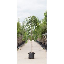 Japanse treur sierkers Prunus serrulata Kiku-shidare-zakura h 265 cm st. omtrek 12 cm st. hoogte 220 cm