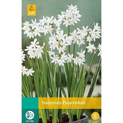 3 stuks - Narcissus Paperwhite 4 bollen