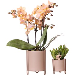 Kolibri Company - Planten set Essential zand | Set met oranje geurende Phalaenopsis Orchidee Ø9cm en groene plant Succulent Crassula Ø6cm | incl. zand kleurige keramieken sierpotten