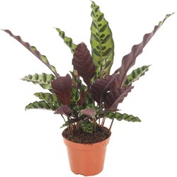 Calathea Insignis - Marantaceae - Pot 12cm - Hoogte 30-40cm
