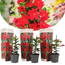 Dipladenia sanderii - Set van 3 - Rode tuinplanten - Pot 9cm - Hoogte 25-40cm