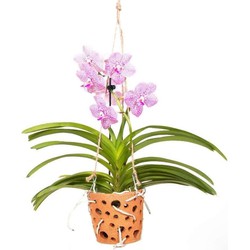 Vanda 'Botanica' in terracotta hangpot - Orchidee - Roze - ⌀12cm - Hoogte 50cm