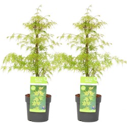 Acer palmatum 'Emerald Lace' - Set van 2 - Esdoorn - Pot 19cm - Hoogte 60-70cm
