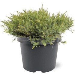 Juniperus davurica Leningrad 30-40 cm Conifeer