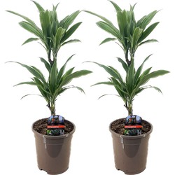 Dracaena deremensis 'Warneckei' - Set van 2 - Potmaat 17 cm - Hoogte 60-70 cm