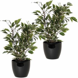 2x stuks groen/witte ficus kunstplanten 40 cm met plantenpot zwart D13.5 en H12.5 cm - Kunstplanten