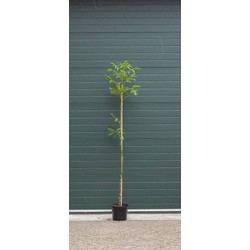 Walnotenboom Broadview Juglans r. Broadview h 225 cm st. omtrek 3 cm