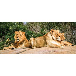 Leeuwen 130x50cm Tuinschilderij - Customize-it