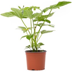 Fatsia Japonica Plant XL x1 - Vingerplant set - Exotische tint - Massieve bladeren - Winterhard - 30-35cm
