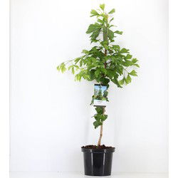 Ginkgo biloba 120 cm