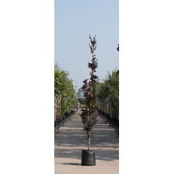 Rode zuilbeuk Fagus sylvatica Dawyck Purple h 450 cm st. h 30 cm