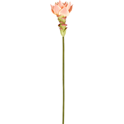 Tige de Gingembre en Fleur Miami - Rose / 48 cm