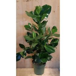 Clusia Rosea Copey 70 cm hoog kamerplant - Warentuin Natuurlijk