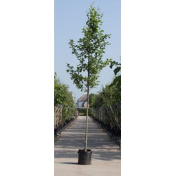 Gewone els Alnus glutinosa h 550 cm st. omtrek 19 cm