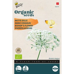 Organic Ammi Majus BIO - Buzzy