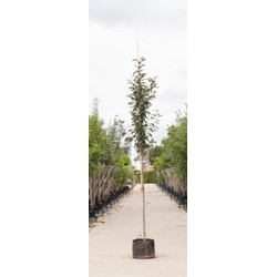 2 stuks! Roodbladige sierappel Malus Mokum h 250 cm st. omtrek 8 cm boom