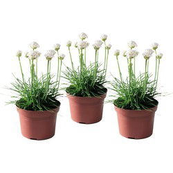 Engels gras - Set van 3 - Armeria maritima 'Deep White' - Hoogte 20-30cm - ⌀12cm