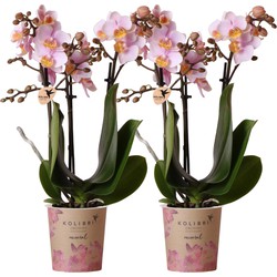 Kolibri Orchids | COMBI DEAL van 2 Roze phalaenopsis orchideeën - Andorra - potmaat Ø9cm | bloeiende kamerplant - vers van de kweker