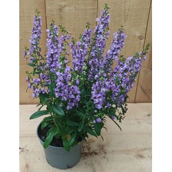 3 stuks! Angelonia Angustifolia paars