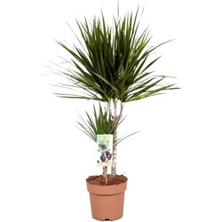 Dracaena Marginata - Drakenbloedboom - Pot 17cm - Hoogte 70-80cm