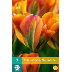 Tulipa orange marmalade