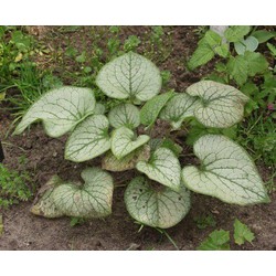 5 stuks - Brunnera macrophylla Jack Frost