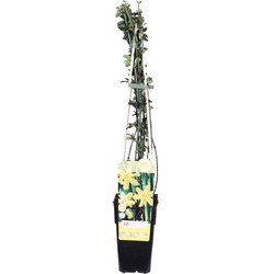Hello Plants Jasminum Nudiflorum Winterjasmijn - Klimplant - Ø 15 cm - Hoogte: 65 cm