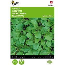 5 stuks - Rucola coltivata italiaanse snijgroente Tuinplus - Buzzy