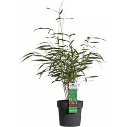 Hello Plants Fargesia Scabrida Asian Wonder - Ø 14 cm - Hoogte: 40 cm - Bamboe Plant