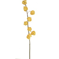 Greenmoods Kunstbloem Physalis Lampion - Physalis alkekengi - Nep plant - 1 Stuk - 90cm - Bruin -