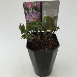 Struikroos Rosa Blue for You
