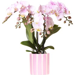 Kolibri Orchids | Roze Phalaenopsis orchidee Portugal + Painted Stripe pot roze - potmaat Ø9cm | bloeiende kamerplant - vers van de kweker