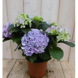 Hortensia Blauw 30 - 40 cm 4 tot 6 bloemen - Warentuin Natuurlijk