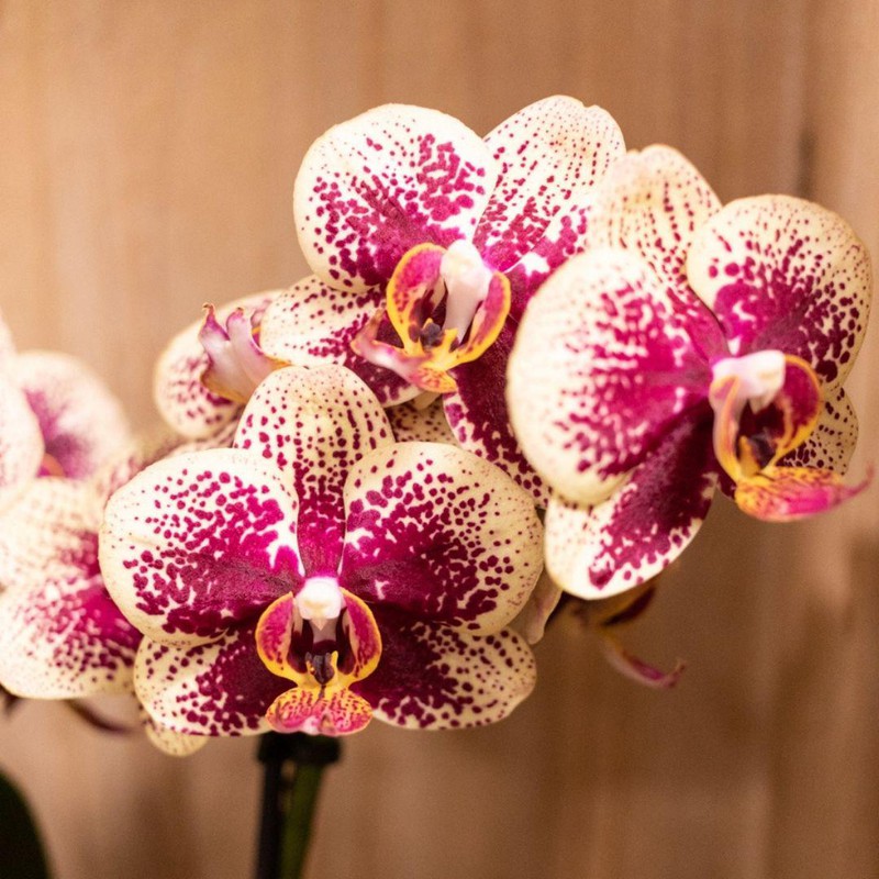 Orchidee diamond roze
