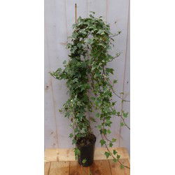 Hedera klimop 80 cm groenblijvend witbont