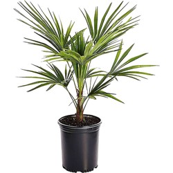 Trachycarpus Fortunei - Waaierpalmboom - Pot 15cm - Hoogte 35-45cm