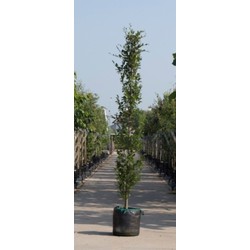 Groene zuilbeuk Fagus sylvatica Dawyck h 250 cm st. h 30 cm