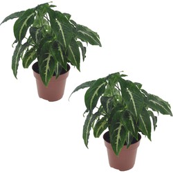 Syngonium Wendlandii - Set van 2 - Pot 12cm - Hoogte 20-30cm