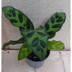 Calathea Makoyana Pauwenplant Klein