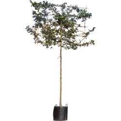 Rode veldesdoorn als leiboom Acer campestre Red Shine h 300 cm st. omtrek 10 cm st. h 180 cm