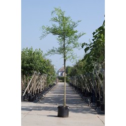 Honingboom Sophora japonica h 350 cm st. omtrek 12 cm
