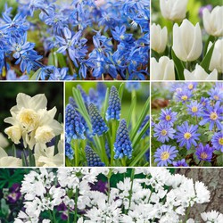 Bulb Garden Blue - 250x Bloembollen Mix - Voor Tuin, Terras of Balkon