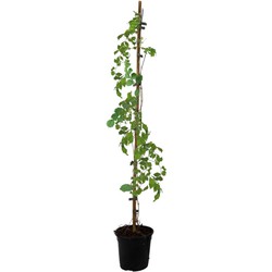 Campsis 'Flava' XL - Tuinplant - Klimplant - 17 cm - Hoogte 110 cm