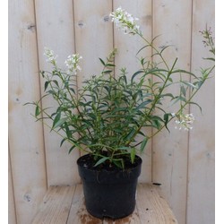 5 stuks - Vlinderstruik Buddleja Wit 55 cm