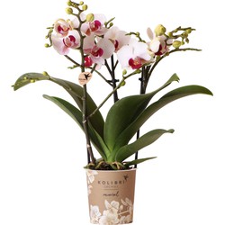 Kolibri Orchids | Witte Phalaenopsis orchidee - Mineral Gibraltar -  potmaat Ø9cm | bloeiende kamerplant - vers van de kweker