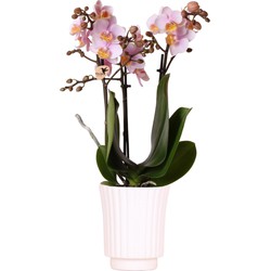 Kolibri Orchids | roze Phalaenopsis orchidee - Andorra in Retro sierpot wit - potmaat Ø9cm - 35cm hoog | bloeiende kamerplant - vers van de kweker