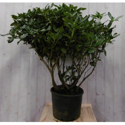 Rododendron 120 cm rood - Warentuin Natuurlijk
