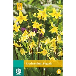 5 stuks - Erythronium Pagoda 2 bollen